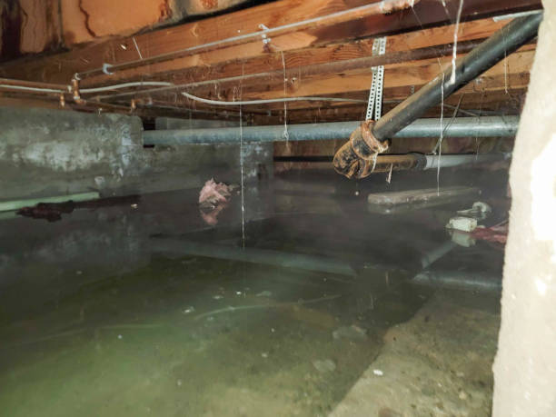 Best Flooded house restoration  in Dalton, GA